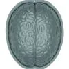 Halloween Gehirn Puddingform 2 Halloween Gehirn Puddingform -Halloween gehirn puddingform halloween halloween pudding brain mould halloween und horror deko 51870